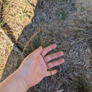 Austrostipa bigeniculata at Florey, ACT - 27 Jul 2024