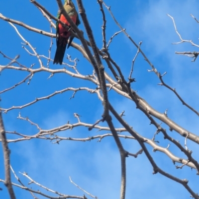 Alisterus scapularis (Australian King-Parrot) at Florey, ACT - 18 Jul 2024 by rbannister