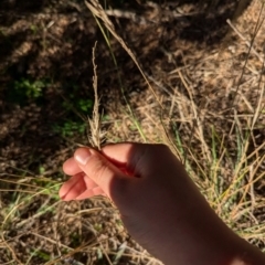 Rytidosperma sp. (Wallaby Grass) at Florey, ACT - 27 Jul 2024 by rbannister