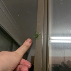 Caedicia simplex at Evatt, ACT - suppressed