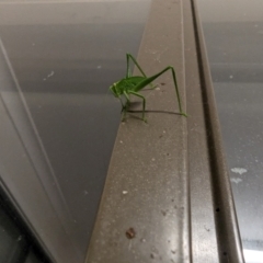 Caedicia simplex at Evatt, ACT - suppressed