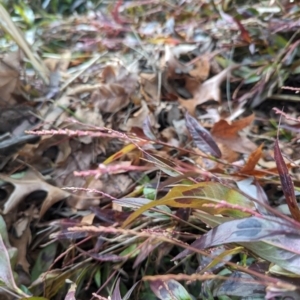 Persicaria decipiens at Florey, ACT - 13 Jun 2024 10:36 AM