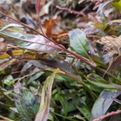 Persicaria decipiens at Florey, ACT - 13 Jun 2024 10:36 AM