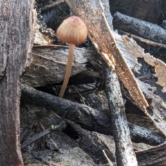 Mycena sp. at Acton, ACT - 30 May 2024 by rbannister