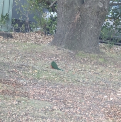 Alisterus scapularis (Australian King-Parrot) at Kaleen, ACT - 4 Jul 2024 by rbannister