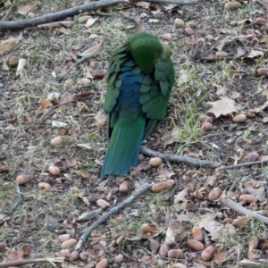 Alisterus scapularis at Kaleen, ACT - 4 Jul 2024