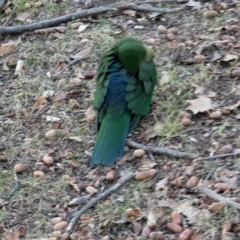 Alisterus scapularis at Kaleen, ACT - 4 Jul 2024