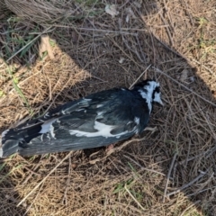 Grallina cyanoleuca (Magpie-lark) at Gungahlin, ACT - 6 Aug 2024 by rbannister