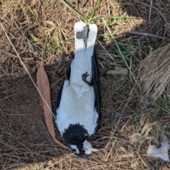 Grallina cyanoleuca at Gungahlin, ACT - 6 Aug 2024