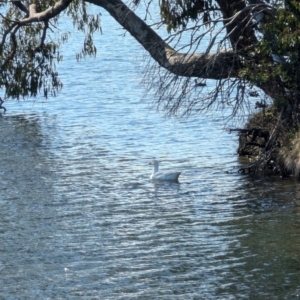 Anser anser at Ngunnawal, ACT - 6 Aug 2024 12:18 PM