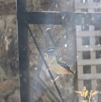 Pardalotus punctatus (Spotted Pardalote) at Evatt, ACT - 7 Aug 2024 by rbannister