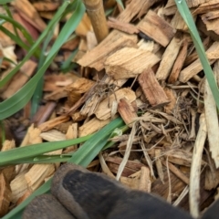 Unidentified Wolf spider (Lycosidae) at Evatt, ACT - 17 Aug 2024 by rbannister