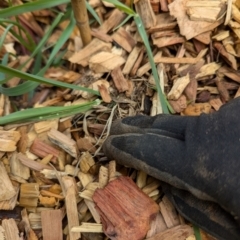 Lycosidae (family) at Evatt, ACT - 17 Aug 2024