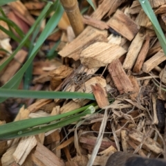 Lycosidae (family) at Evatt, ACT - 17 Aug 2024 10:28 AM