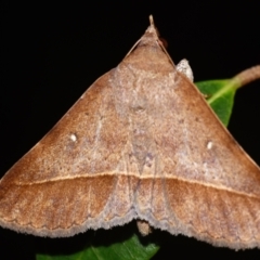 Hypospila dochmotoma (An Erebid moth (Catocalini)) at Sheldon, QLD - 25 Feb 2024 by PJH123