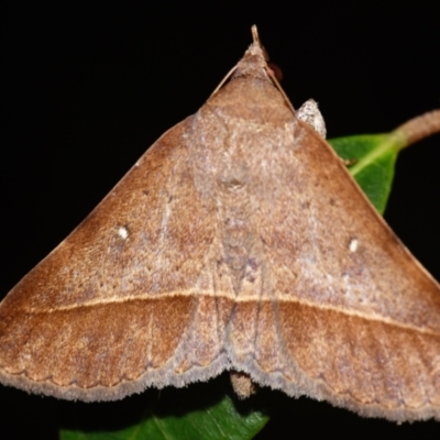 Hypospila dochmotoma (An Erebid moth (Catocalini)) at Sheldon, QLD - 25 Feb 2024 by PJH123