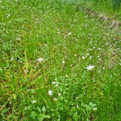 Cardamine hirsuta (Common Bittercress, Hairy Woodcress) at Isaacs, ACT - 18 Aug 2024 by Mike