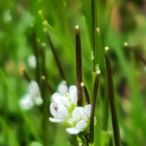 Cardamine hirsuta at Isaacs, ACT - 18 Aug 2024 11:15 AM