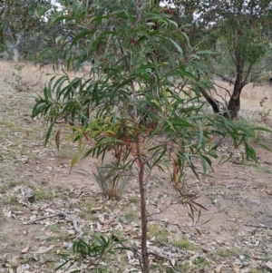 Acacia implexa at Fadden, ACT - 18 Aug 2024