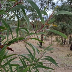 Acacia implexa at Fadden, ACT - 18 Aug 2024