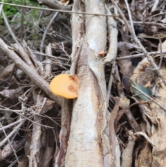 Trametes coccinea at Roleystone, WA - 16 Aug 2024 by bookbuster