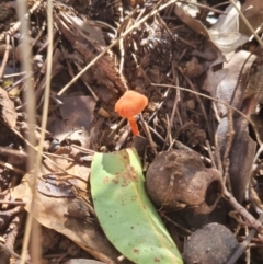 Unverified Fungus at Roleystone, WA - 16 Aug 2024 by bookbuster