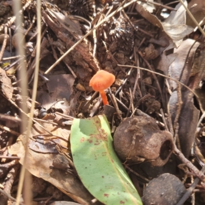 Unverified Fungus at Roleystone, WA - 16 Aug 2024 by bookbuster
