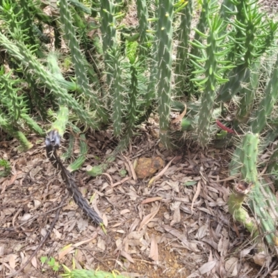 Austrocylindropuntia (Genus) (Cane Cactuses) at Roleystone, WA - 16 Aug 2024 by bookbuster