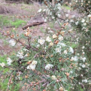 Hakea varia at Roleystone, WA - 16 Aug 2024 02:41 PM