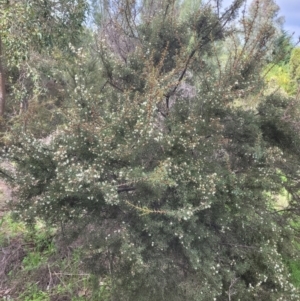 Hakea varia at Roleystone, WA - 16 Aug 2024 02:41 PM
