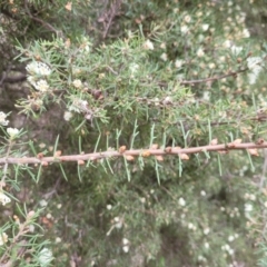 Hakea varia at Roleystone, WA - 16 Aug 2024 02:41 PM