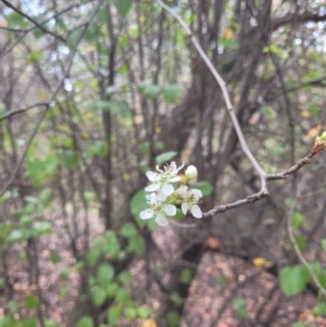 Prunus sp. at Roleystone, WA - 16 Aug 2024 02:37 PM