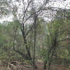 Prunus sp. at Roleystone, WA - 16 Aug 2024 02:37 PM