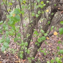 Prunus sp. at Roleystone, WA - 16 Aug 2024 02:37 PM