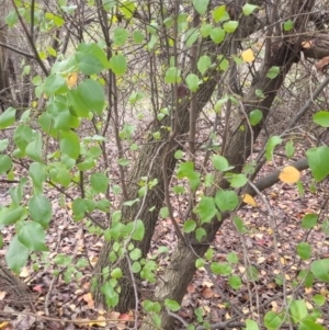 Prunus sp. at Roleystone, WA - 16 Aug 2024 02:37 PM