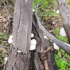 Unverified Fungus at Roleystone, WA - 16 Aug 2024 by bookbuster