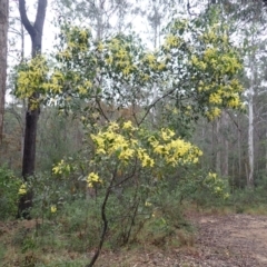 Acacia pedina (Wattle) at Bermagui, NSW - 13 Aug 2024 by plants