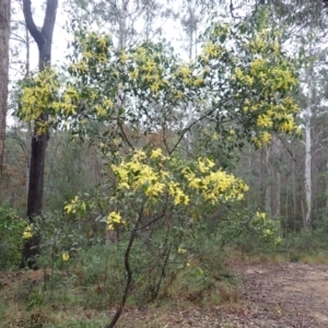 Acacia pedina at Bermagui, NSW - 14 Aug 2024 09:55 AM