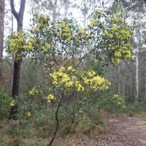 Acacia pedina at Bermagui, NSW - 14 Aug 2024