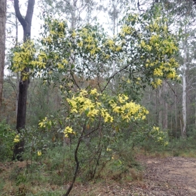 Acacia pedina (Wattle) at Bermagui, NSW - 13 Aug 2024 by plants