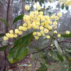 Acacia pedina at Bermagui, NSW - 14 Aug 2024