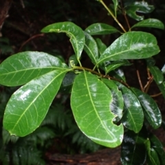 Acronychia oblongifolia (White Aspen, Yellow Wood) at Bermagui, NSW - 14 Aug 2024 by plants