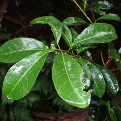 Acronychia oblongifolia (White Aspen, Yellow Wood) at Bermagui, NSW - 14 Aug 2024 by plants