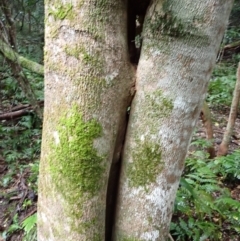 Acronychia oblongifolia at Bermagui, NSW - 14 Aug 2024