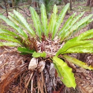 Asplenium australasicum at Bermagui, NSW - suppressed