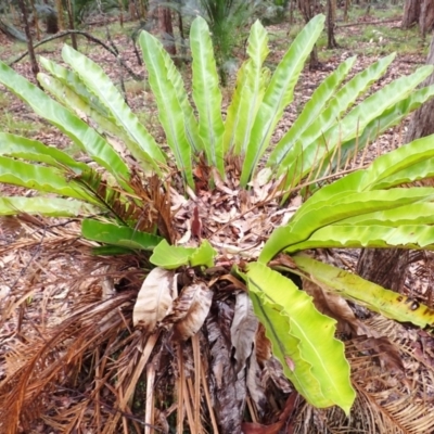 Asplenium australasicum (Bird's Nest Fern, Crow's Nest Fern) at Bermagui, NSW - 14 Aug 2024 by plants