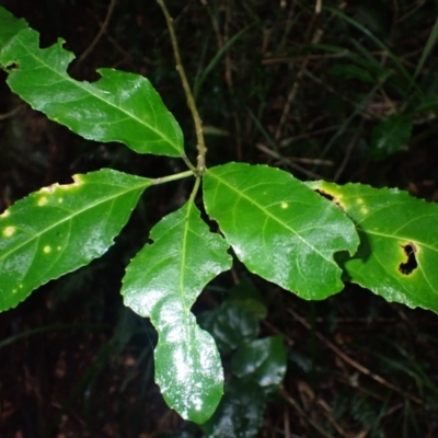 Claoxylon australe (Brittlewood) at Bermagui, NSW - 14 Aug 2024 by plants