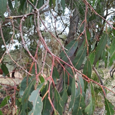 Eucalyptus nortonii at Fadden, ACT - 18 Aug 2024 by LPadg