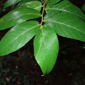 Ficus coronata at Bermagui, NSW - 14 Aug 2024 10:12 AM