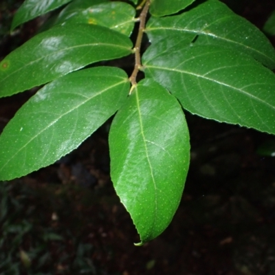 Ficus coronata (Creek Sandpaper Fig) at Bermagui, NSW - 14 Aug 2024 by plants